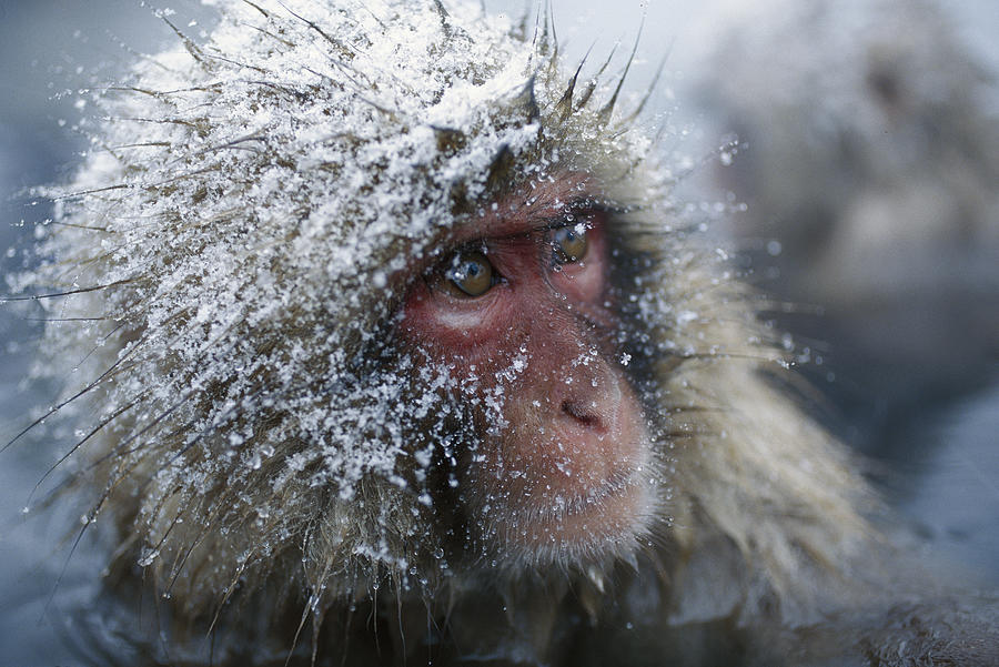 Pensive Snow Monkey in Hot Spring Photograph by Konrad Wothe