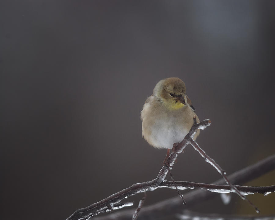 Goldfinch Photograph - Pensive by Susan Capuano Goldfinch Photograph - Pensive by Susan Capuano