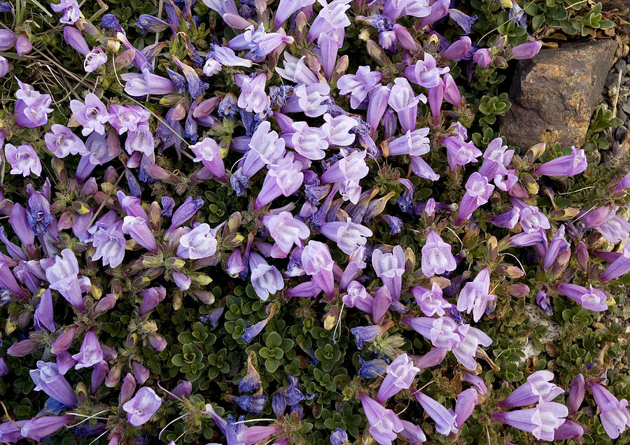 Penstemon Davidsonii Photograph by Science Photo Library Penstemon Davidsonii Photograph by Science Photo Library