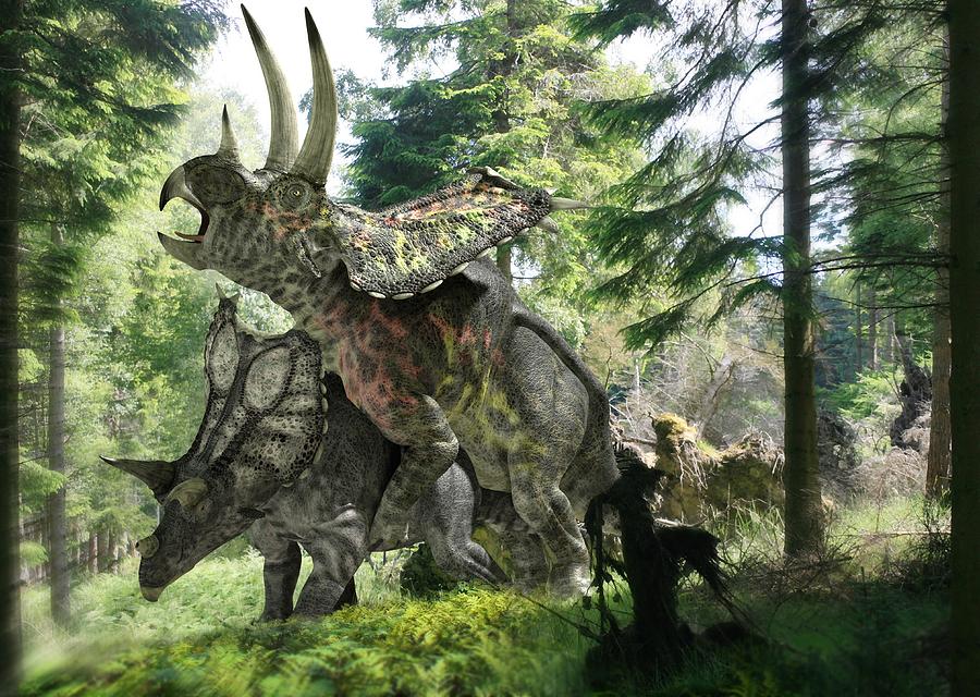 Pentaceratops Dinosaurs Mating Photograph By Jose Antonio PeÑas Fine 3567