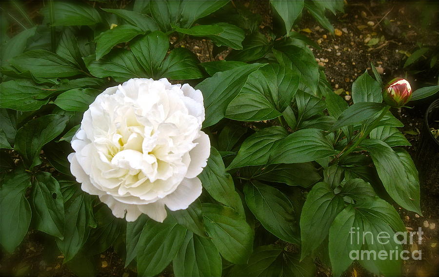 Peonie  Photograph by Nancy Patterson