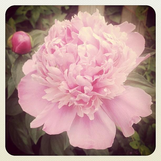 Peonies By Our Driveway #krisgay1973 Photograph by Kris Gay