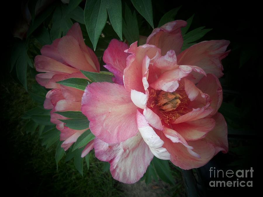 Peonies No. 8 Photograph by Marlene Book