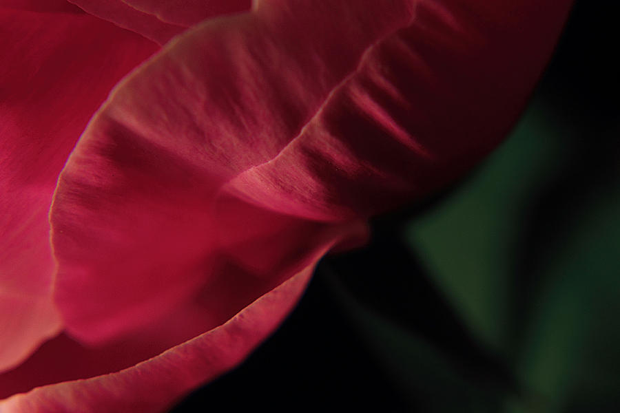 Peony Abstract Photograph by Scott Hovind