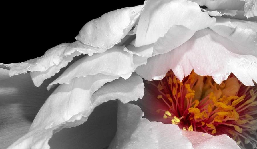 Peony At Night In Blk And Wh Focal Photograph by Kim Galluzzo