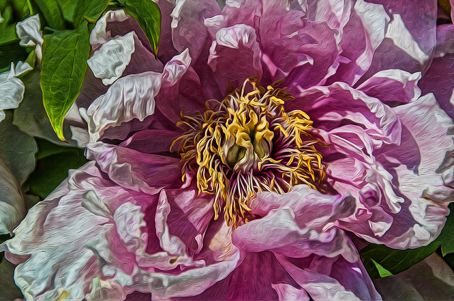 Peony Photograph by Celso Bressan
