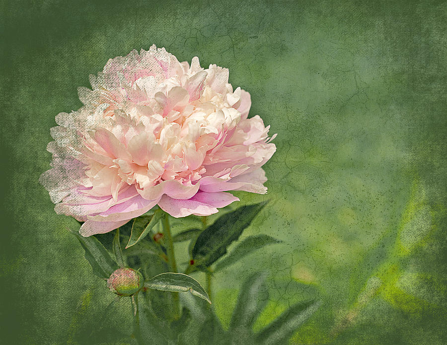 Peony Elegance Photograph by Trudy Wilkerson