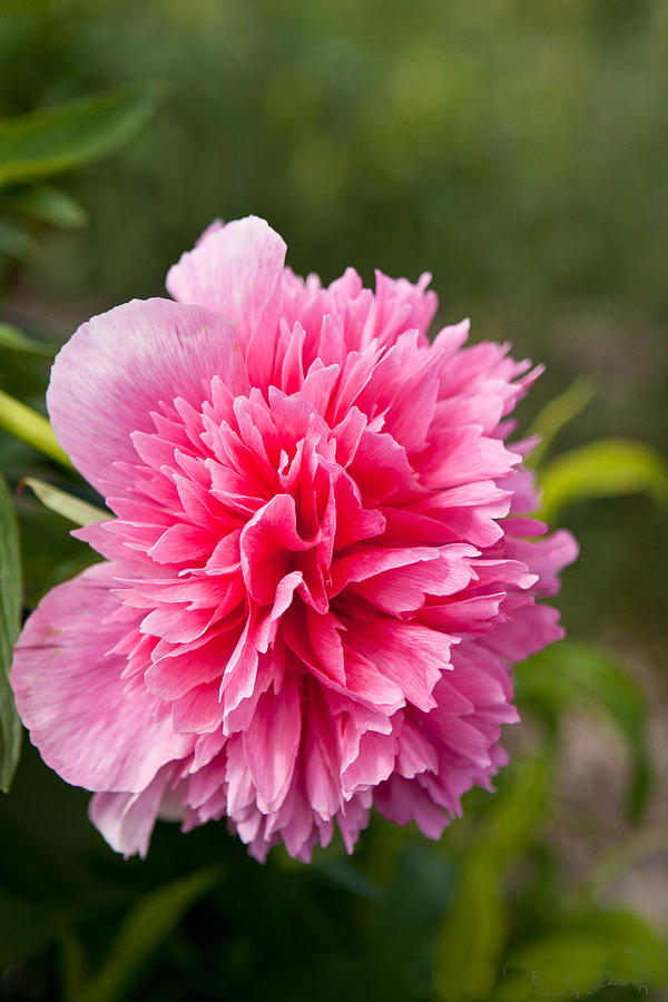 Peony Photograph by Emma Barth-Elias - Fine Art America