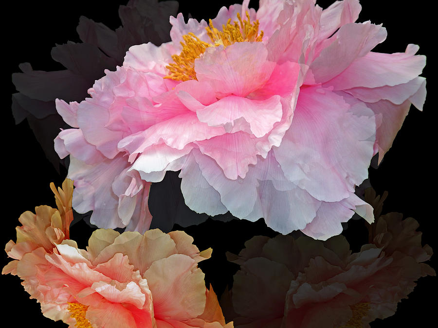 Peony Fantasy Photograph by Lynda Lehmann