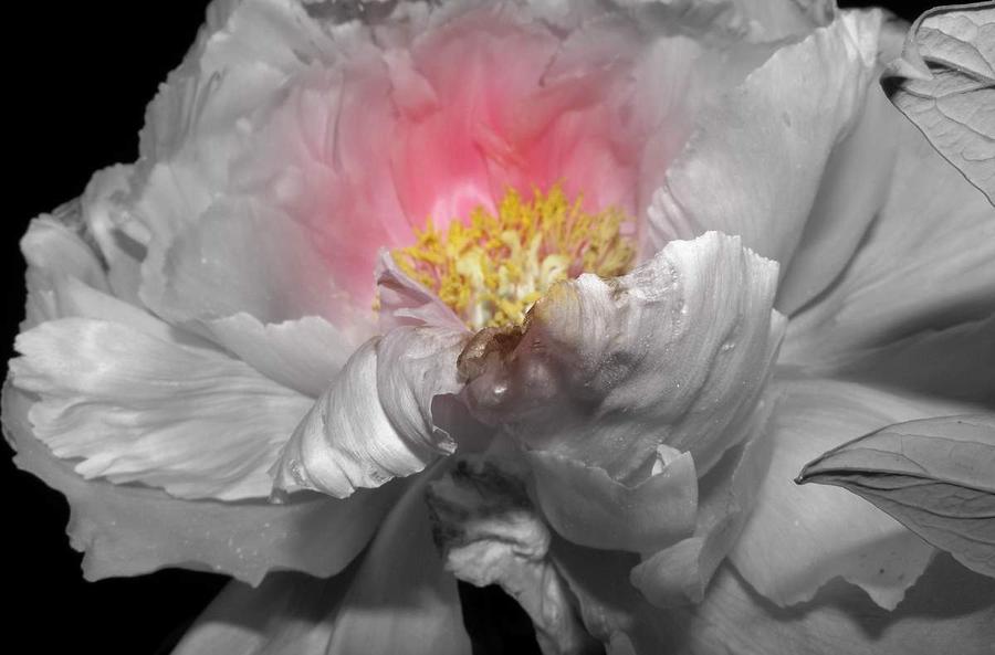 Peony in a focal black and white Photograph by Kim Galluzzo