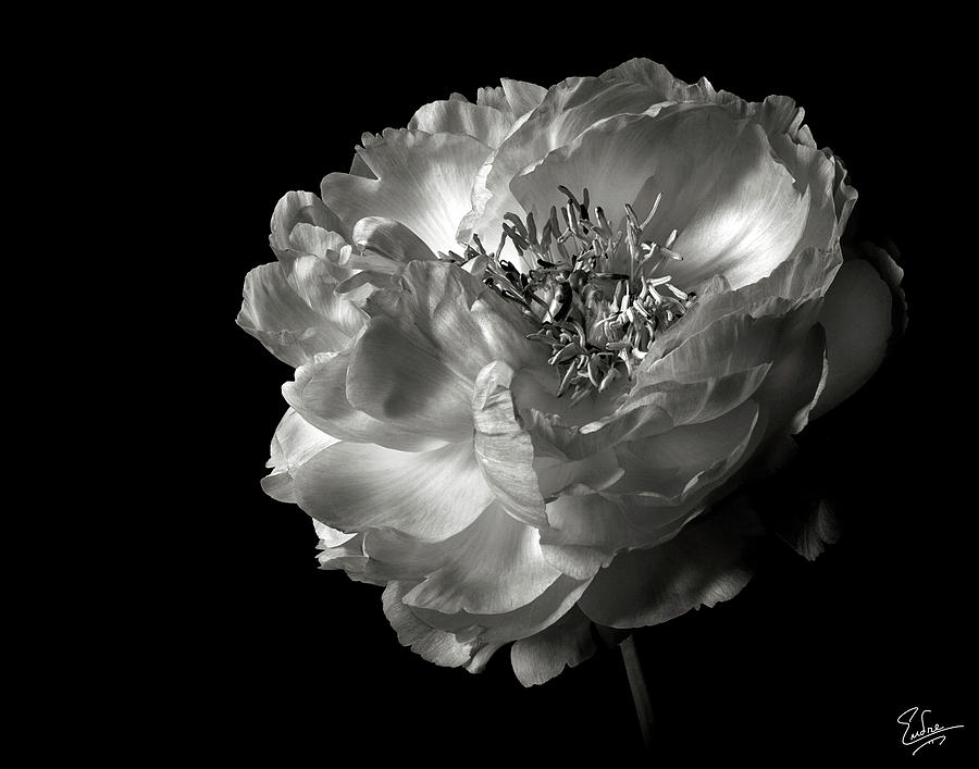 Peony in Black and White Photograph by Endre Balogh