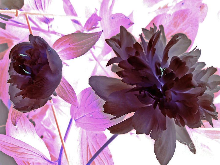 Peony in Negative Light Photograph by Margie Avellino