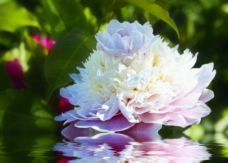 Peony Magic Photograph by Trudy Wilkerson