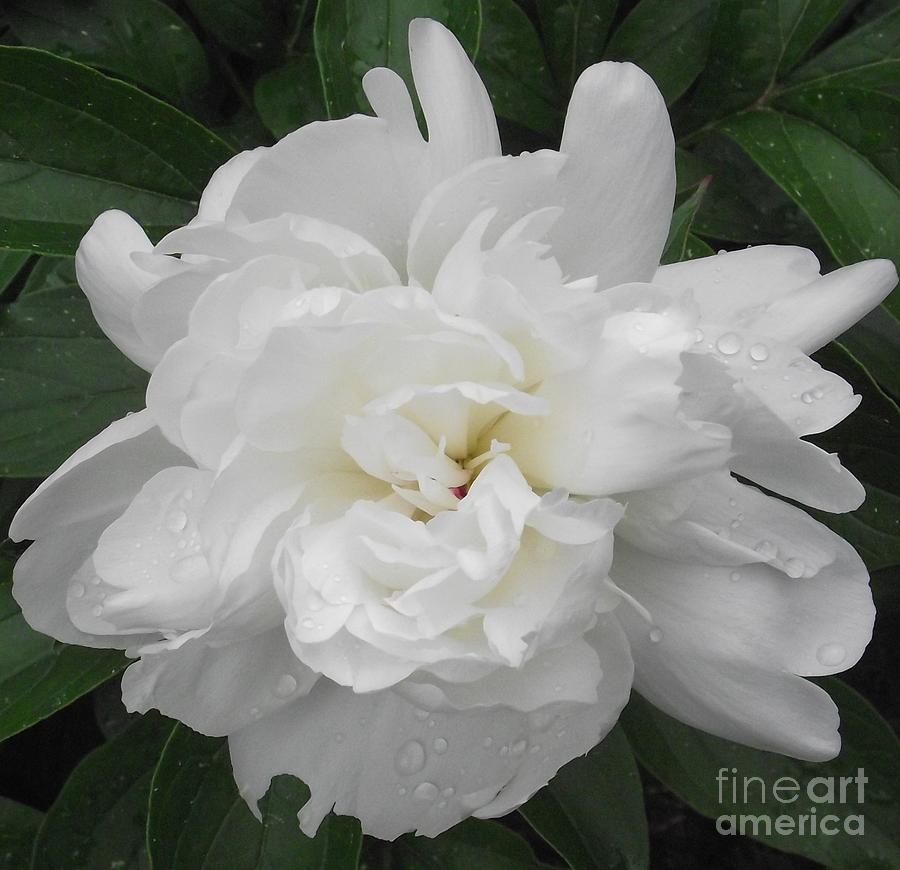 Peony Photograph by Michelle Welles