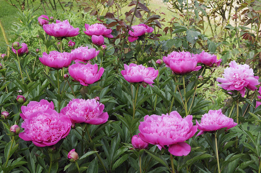 Peony Paeonia Sp Flowers Photograph by VisionsPictures