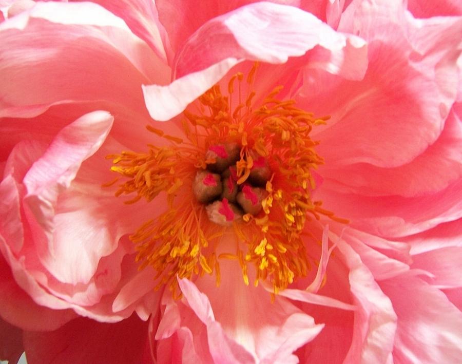 Peony Photograph by Peter Mooyman