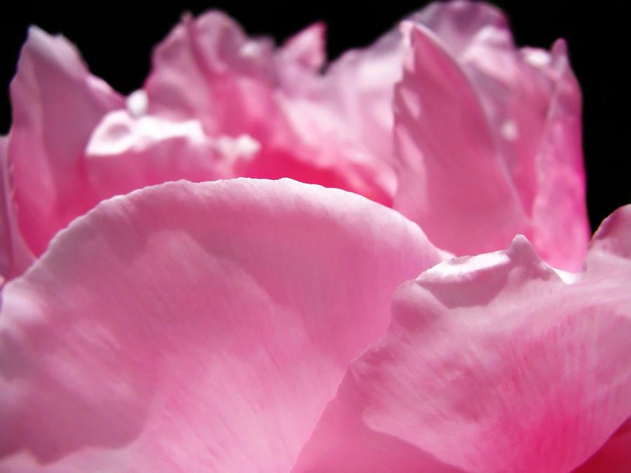 Nature Photograph - Peony Pink by Mary Lane