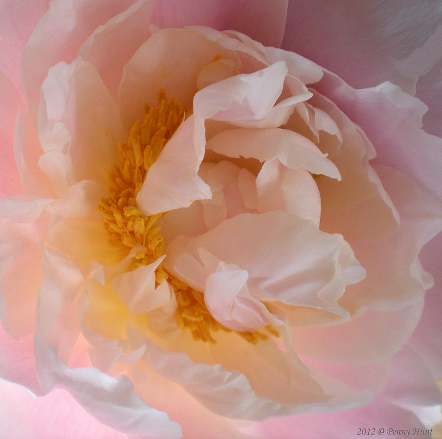 Peony Pink Photograph by Penny Hunt
