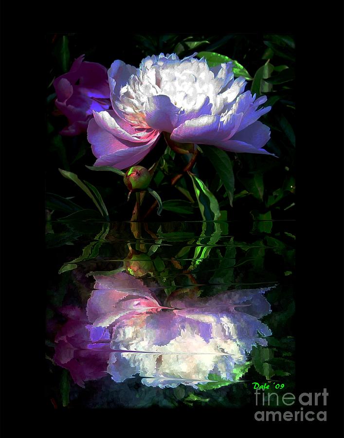 Peony Reflected Digital Art by Dale   Ford