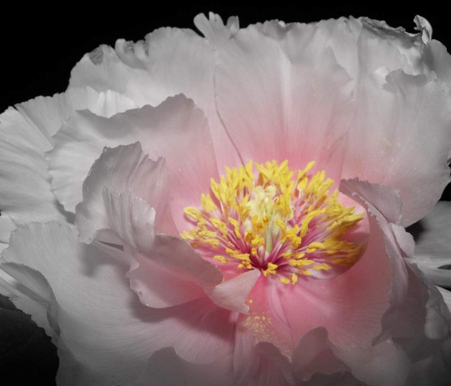 Peony Shaded By A Focal Black And White Photograph by Kim Galluzzo