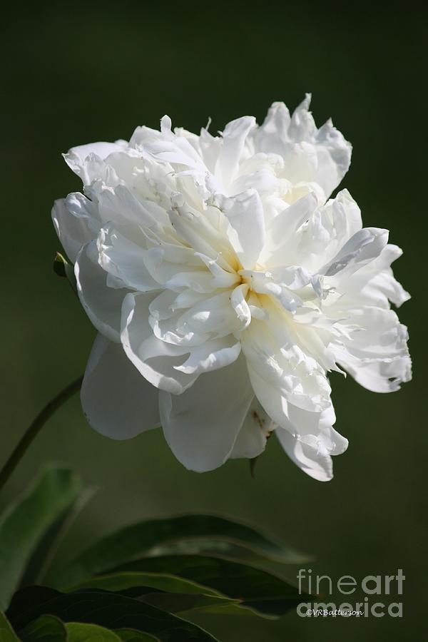 Peony Photograph by Veronica Batterson