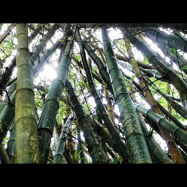 Nature Photograph - People wrote On These Bamboos by Brookiee 