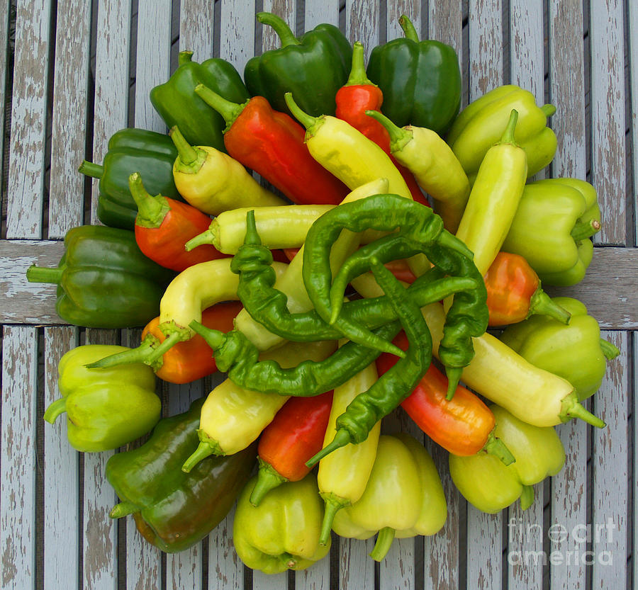 Pepper Patch Photograph by Krista Kulas Fine Art America