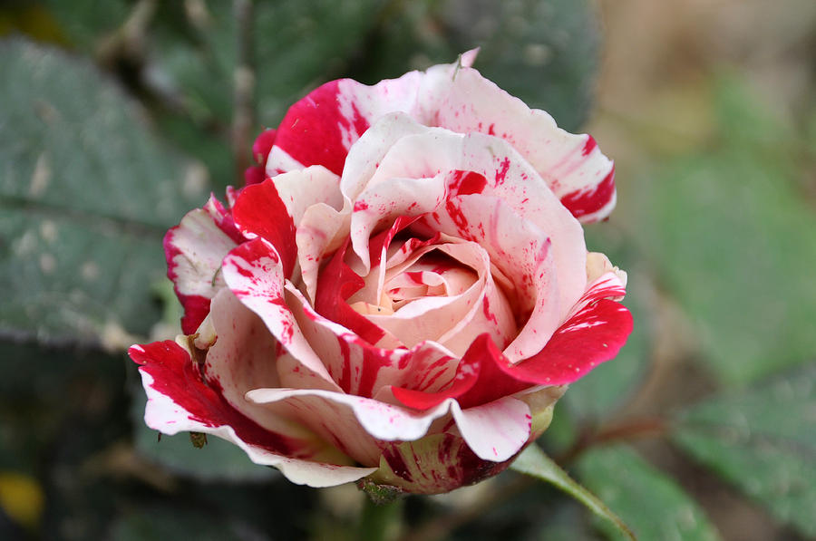 Peppermint Rose Photograph By Teresa Blanton 