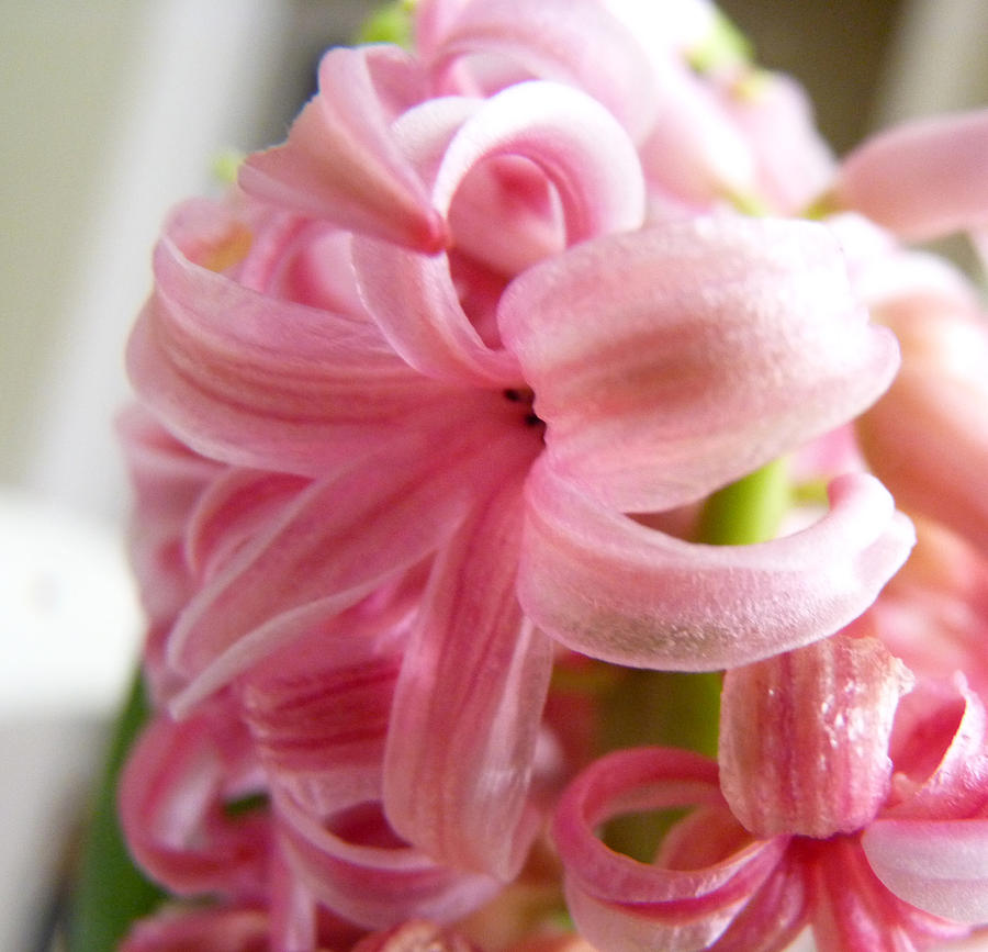 Peppermint- Striped Hyacinth Blossom Photograph by Carla Parris