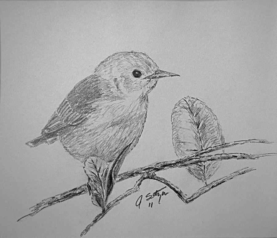 Perched Bird Drawing by Jason Sotzen - Fine Art America