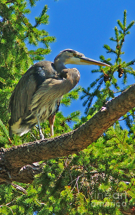 Perched Blue Heron Photograph