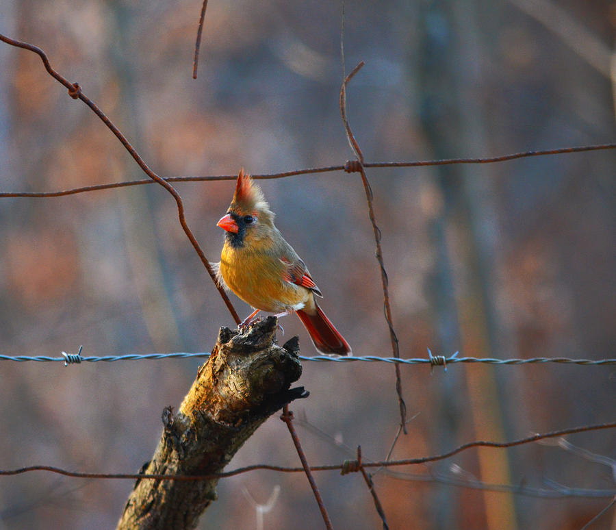 Perched cardinal Photograph by Brian Stevens
