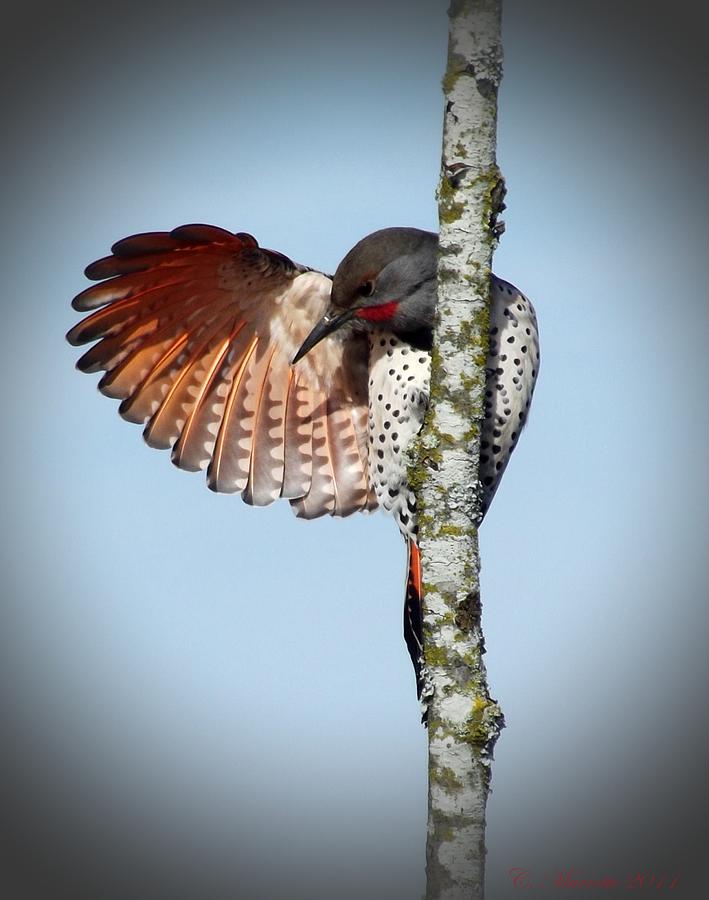 Woodpecker Photograph - Perched  by Cindy Marcotte