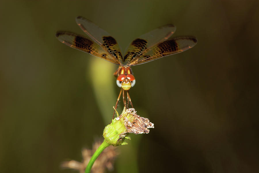 Perched Dragonfly Photograph by Nick  Shirghio