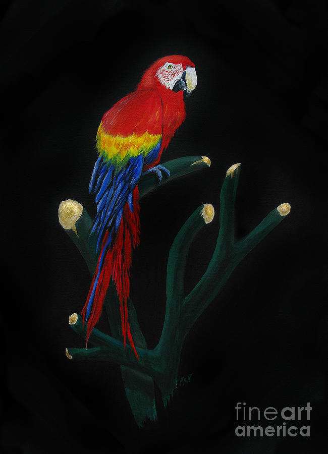 Macaw Painting - Perched Macaw by Peter Piatt
