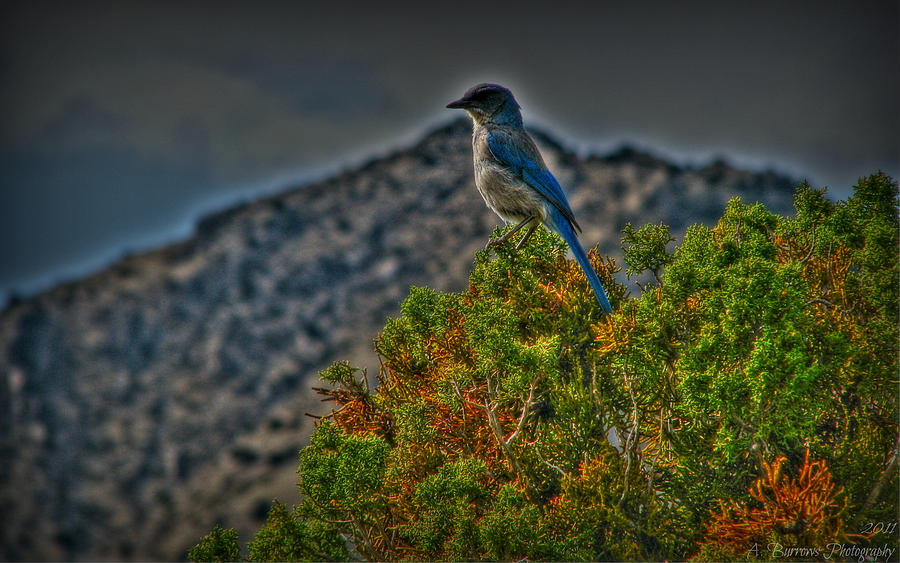 Perched on a Juniper Photograph by Aaron Burrows
