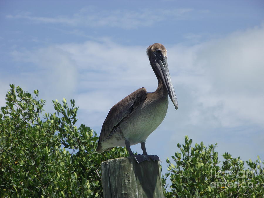 Perched Pelican Photograph by Michelle Welles
