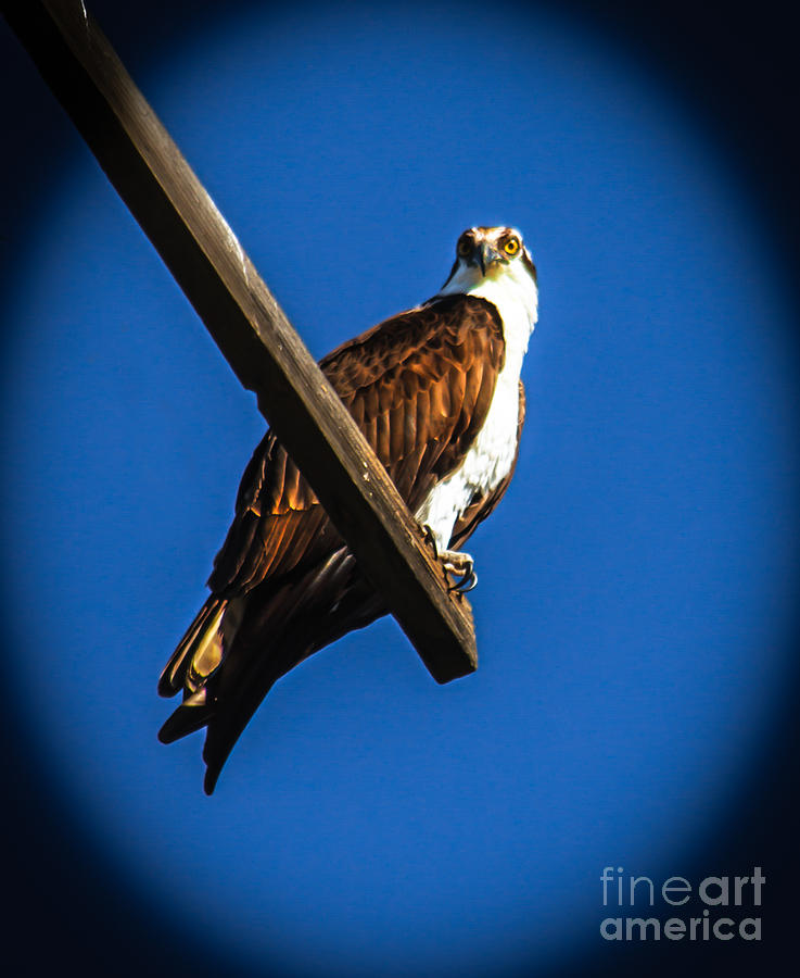 Perching Osprey Photograph by Robert Bales