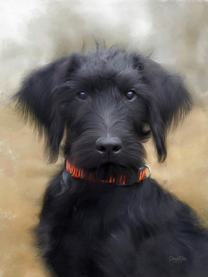 Poodle Digital Art - Percy by   DonaRose