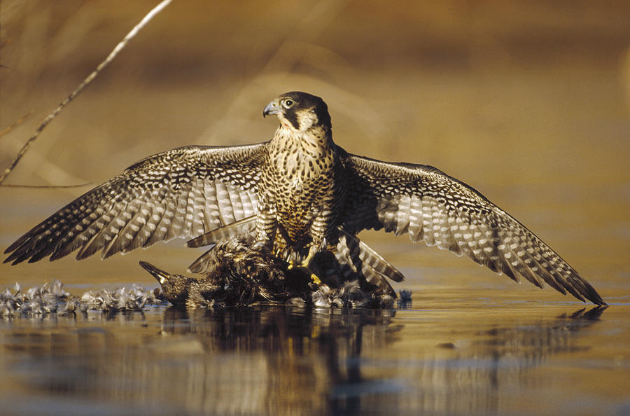 Peregrine Falcon Adult In Protective Photograph by Tim Fitzharris