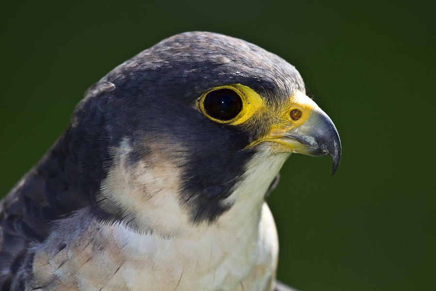 Peregrine Falcon Photograph by Celine Pollard