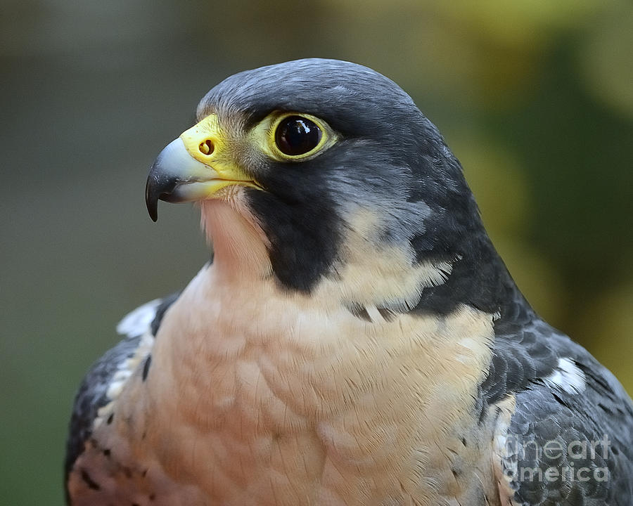 Peregrine Falcon Photograph by Craig Leaper