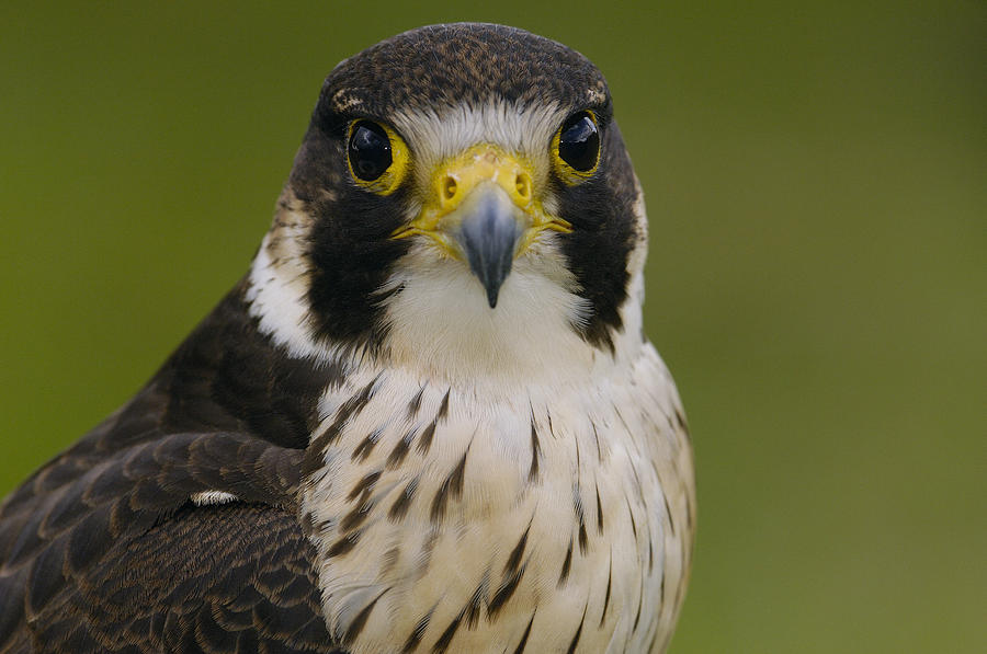 Peregrine Falcon Falco Peregrinus Photograph by Pete Oxford