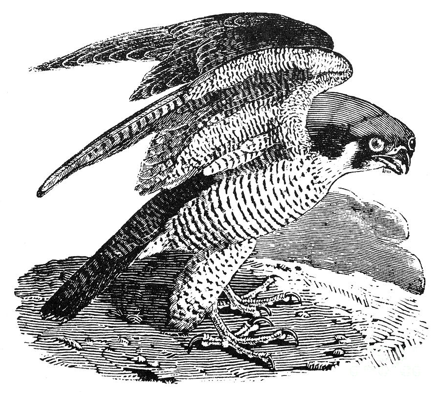 Peregrine Falcon Photograph by Granger