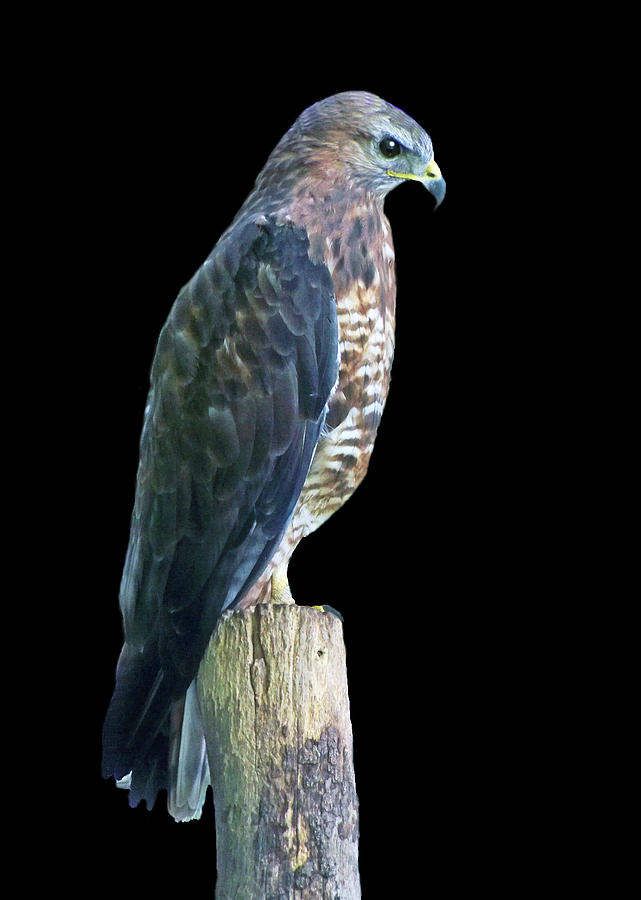 Falcon Photograph - Peregrine Falcon by Lynn Bolt