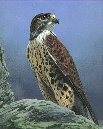 Peregrine Falcon Painting by Scott Kinsman - Fine Art America