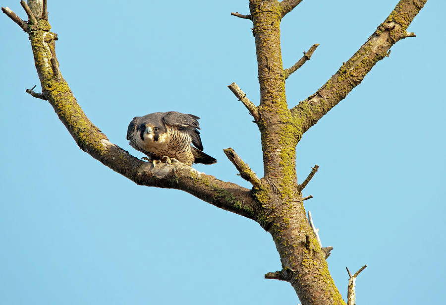 Peregrine Falcon Photograph by Terry Dadswell