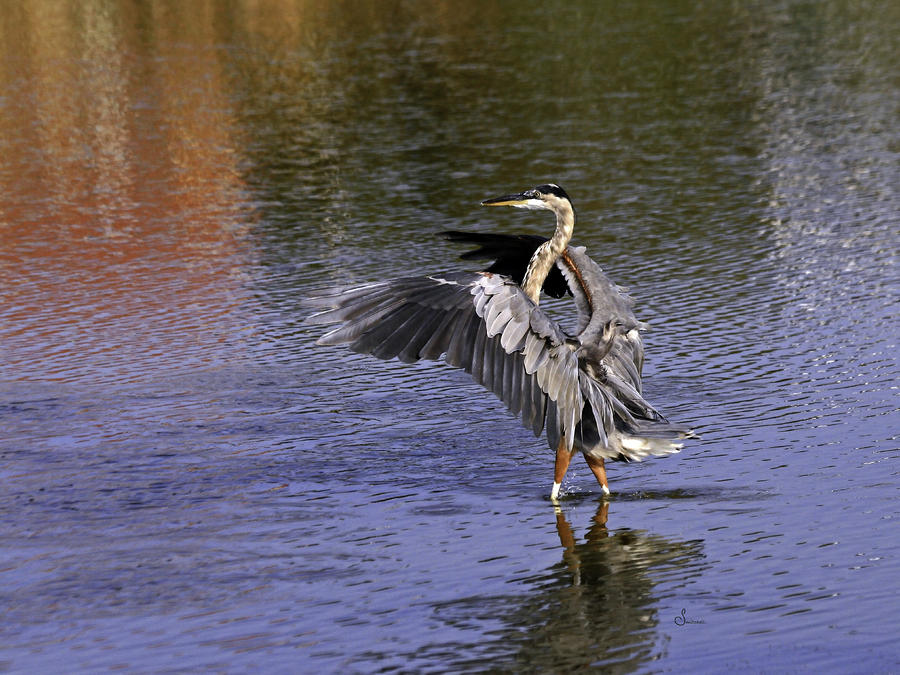 Perfect Landing Photograph by Sally Mitchell - Fine Art America