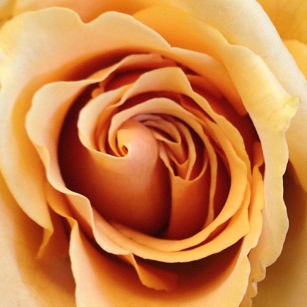 Rose Photograph - Perfect, Like A Painting. #flowers by Kevin Smith