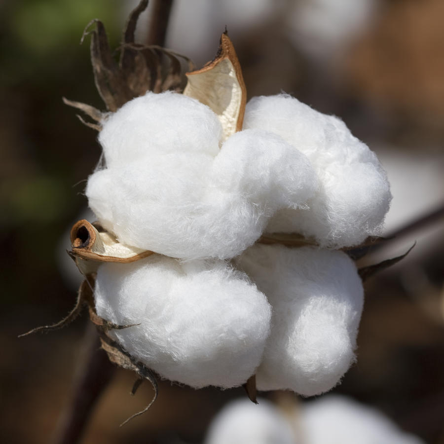 Perfect Limestone County Cotton Boll Photograph by Kathy Clark